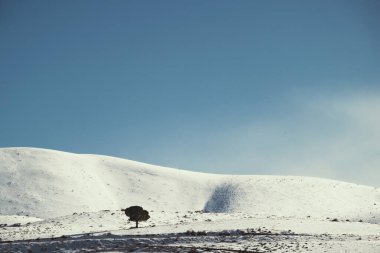 Karlı tepenin manzarası ve tek bir ağaç..