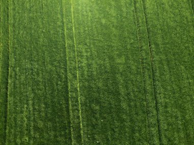 Çimen arkaplan dokusunun aeiral üst görünümü.