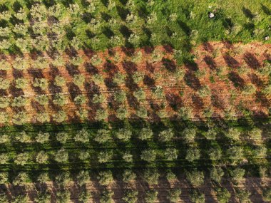 Bir zeytin tarlasının havadan manzarası.