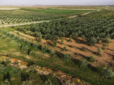 Bir zeytin tarlasının hava manzarası.