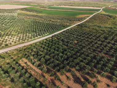 Bir zeytin tarlasının hava manzarası.