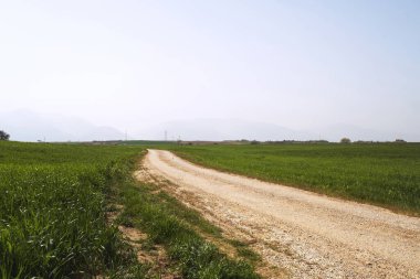 Yeşil çimenler arasında bir yol manzarası