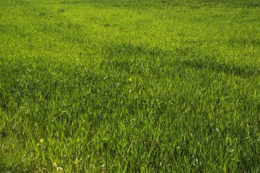 Çimen arkaplan dokusunun görüntüsünü kapat.