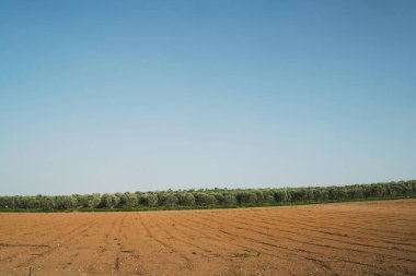 Dünya zeytin ağaçlarının önünde.