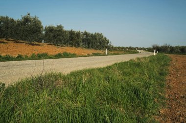 Yeşil arasında bir yol manzarası.