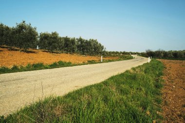 Yeşil ekinler ve zeytin ağaçları arasındaki yol manzarası.