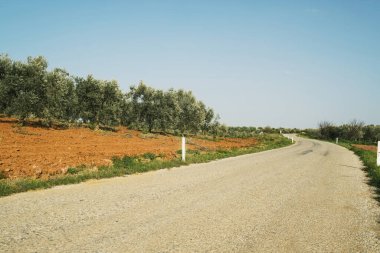 Yeşil arasında bir yol manzarası.
