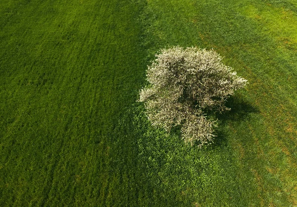 草地上一棵树的俯瞰图 — 图库照片