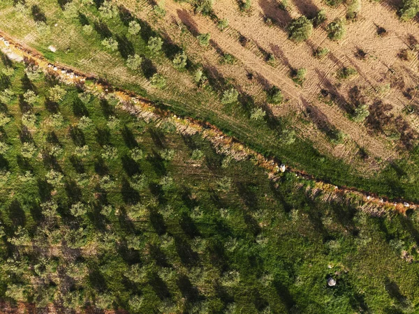 Вид Сверху Воздуха Оливковое Поле — стоковое фото
