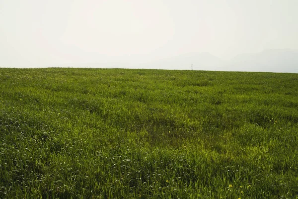 春の緑の牧草地の景観 — ストック写真
