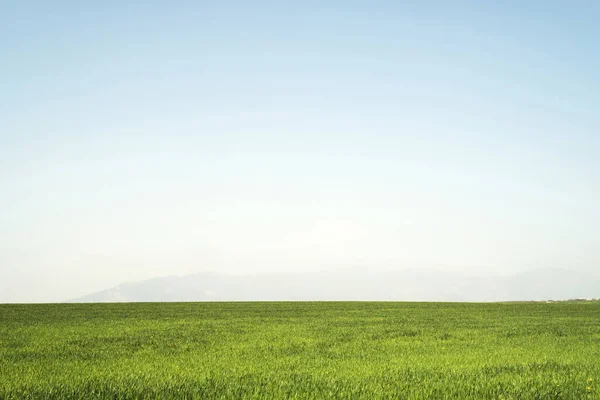 Landschaft Blick Auf Eine Grüne Wiese Mit Leerem Himmel — Stockfoto