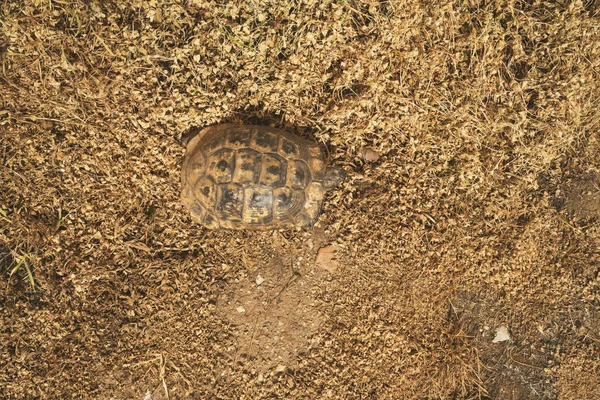 Top View Turtle Shell — Stock Photo, Image