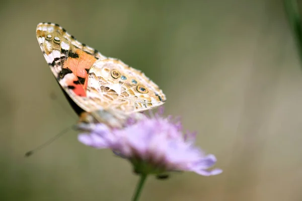 紫色の花に蝶のショットを閉じます — ストック写真