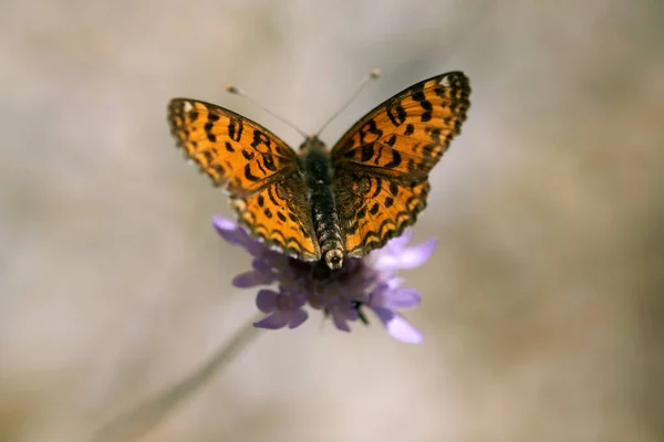 紫色の花にオレンジ色の蝶のショットを閉じます — ストック写真