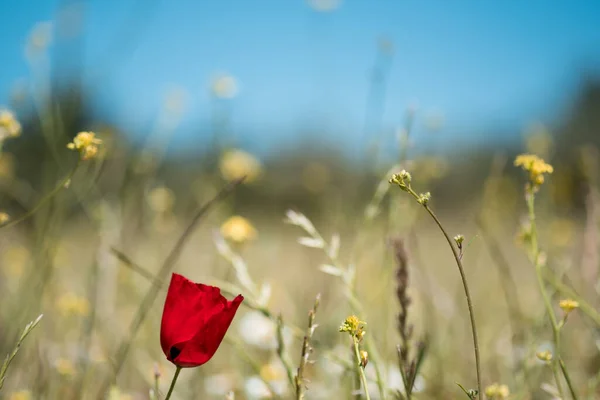 Colpo Vicino Fiore Papavero — Foto Stock