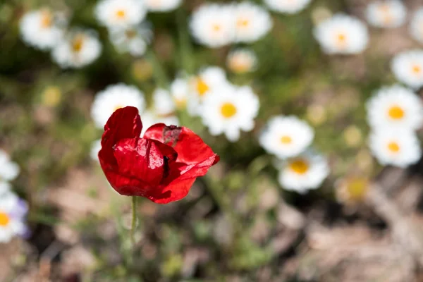 Primer Plano Una Flor Amapola Sobre Fondo Margaritas Desenfocadas —  Fotos de Stock