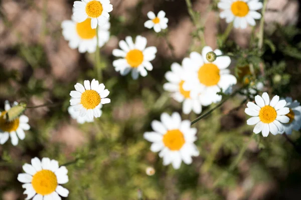 Daisies Nature High Contrast Image — Stock Photo, Image