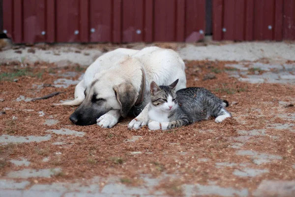 犬と野良犬の猫が地面に優しい一緒に横たわっています — ストック写真