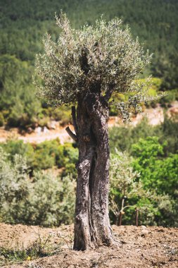 zeytin ağacının bir atış kapatın.