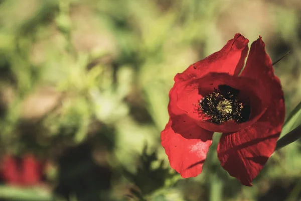 Primo Piano Colpo Fiore Papavero Sfondo Margherite Sfocato — Foto Stock