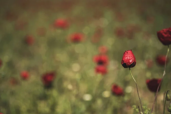 Zavřít Záběr Makové Květiny Rozostřené Sedmikrásky Pozadí — Stock fotografie