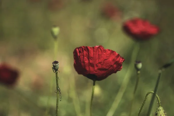 Primer Plano Una Flor Amapola Sobre Fondo Margaritas Desenfocadas —  Fotos de Stock