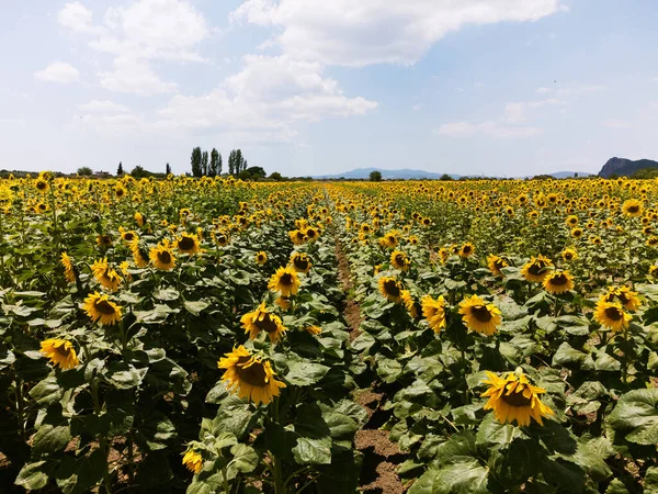 Colpo Vicino Petali Girasole Uno Sfondo Cielo Azzurro — Foto Stock