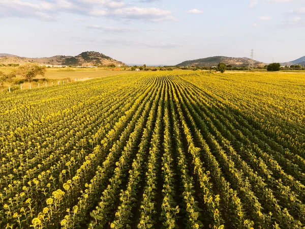 Luftaufnahme Der Sonnenblumenfelder Foto Mit Einer Drohne — Stockfoto