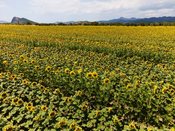 Vue Aérienne Des Champs Tournesols Photo Prise Drone — Photo