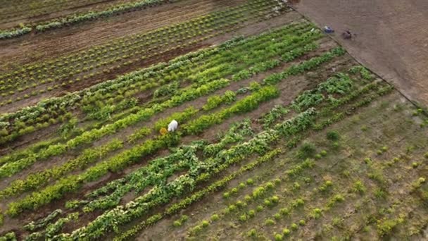 Izmir Turkey July 2022 Aerial Drone Footage Farmer Collecting Vegetables — ストック動画