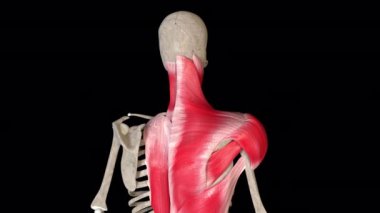 Bu 3D animasyon omuz hareketlerini gösteriyor.