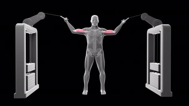 Animation Shows Xray Man Performing High Cable Curl Workout — Stock Video