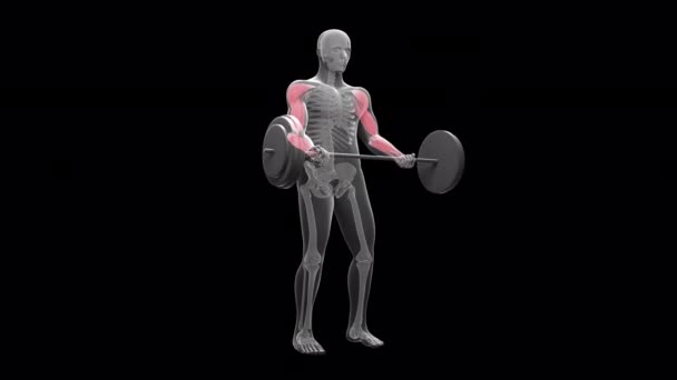 Animation Shows Xray Man Performing Standing Barbell Curl Workout — Stock Video
