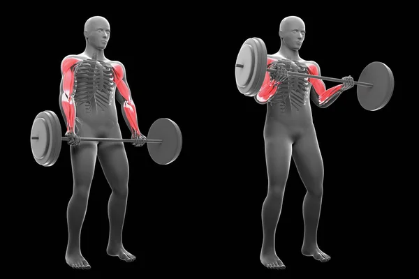 This 3d illustration shows an xray man performing standing barbell curl workout on a black background