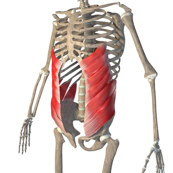 Esta Ilustración Muestra Los Músculos Oblicuos Externos Abdominales Esqueleto Sobre —  Fotos de Stock