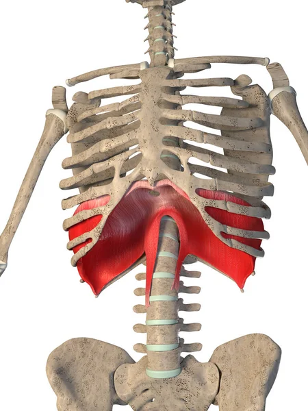 Esta Ilustração Mostra Músculo Diafragma Esqueleto Fundo Branco — Fotografia de Stock