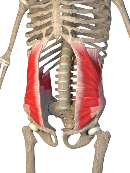 Esta Ilustração Mostra Músculos Oblíquos Internos Abdominais Esqueleto Fundo Branco — Fotografia de Stock