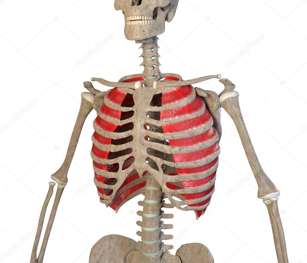 This 3d illustration shows the external intercostal muscle on skeleton on a white background