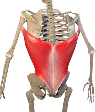 Bu 3D çizim, beyaz arkaplandaki iskelet üzerindeki latissimus dorsi kaslarını gösteriyor.