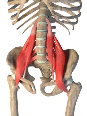 Bu 3D çizim beyaz arkaplandaki iskelet üzerindeki psoas ana kaslarını gösteriyor.