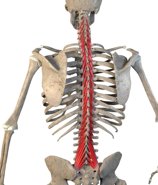 Esta Ilustração Mostra Músculos Multifidus Esqueleto Fundo Branco Imagem De Stock