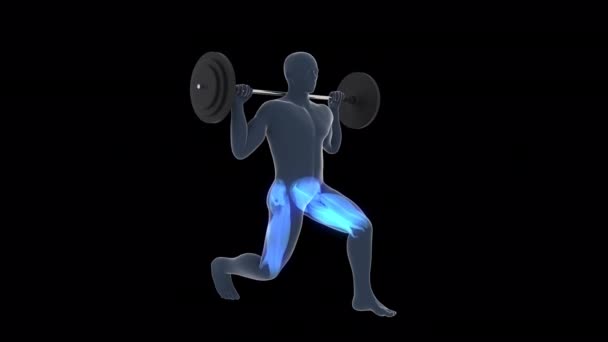 この3Dアニメーションは 青で強調関連する筋肉を持つバーベルワークアウトと静的な肺を実行するX線男を示しています — ストック動画