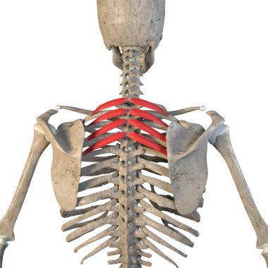 Bu 3D çizim serratus üst üst kas iskelet üzerinde beyaz bir arkaplan