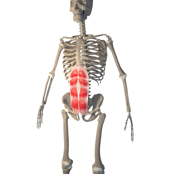 Illustration Shows Rectus Abdominis Muscles Skeleton White Background — Stock Photo, Image