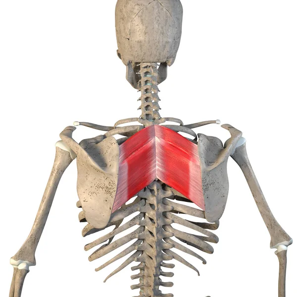 Esta Ilustración Muestra Los Músculos Romboides Mayores Menores Esqueleto Sobre —  Fotos de Stock