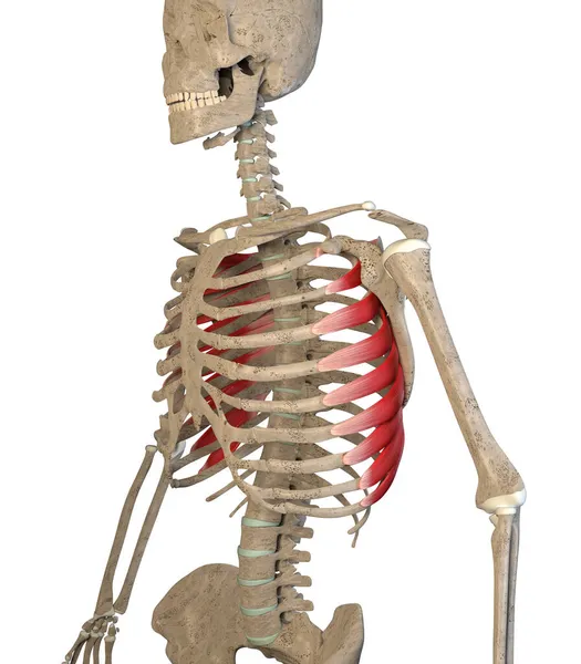 Αυτή Τρισδιάστατη Απεικόνιση Δείχνει Serratus Πρόσθιους Μυς Σκελετό Λευκό Φόντο — Φωτογραφία Αρχείου