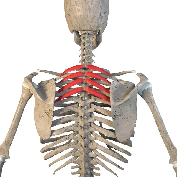 Esta Ilustração Mostra Músculos Superiores Posteriores Serrátil Esqueleto Sobre Fundo Imagens Royalty-Free