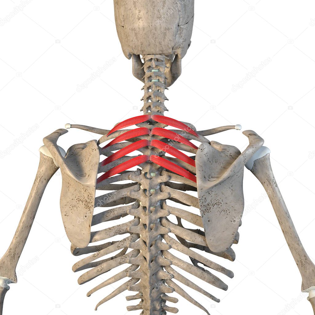 This 3d illustration shows the serratus posterior superior muscles on skeleton on a white background