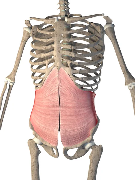 这图3D显示的是白色背景的骨骼上的横向腹部肌肉 — 图库照片