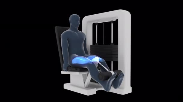 Animation Shows Xray Man Performing Leg Extension Workout Involved Muscles — Stock Video